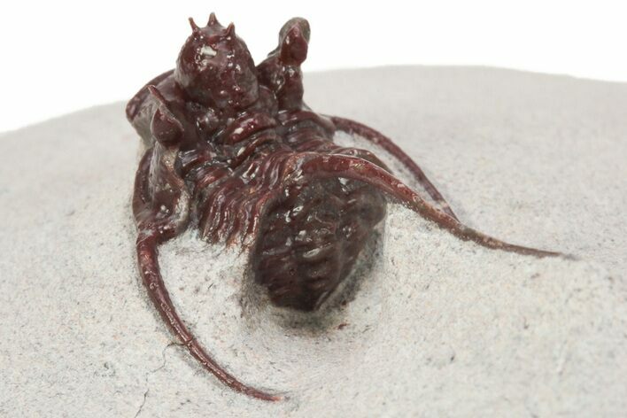 Red Cyphaspis Eximia Trilobite - Hmar Laghdad, Morocco #230524